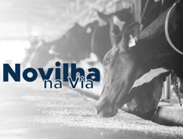 Novilha na Via