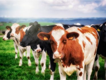 o-que-o-seu-animal-precisa