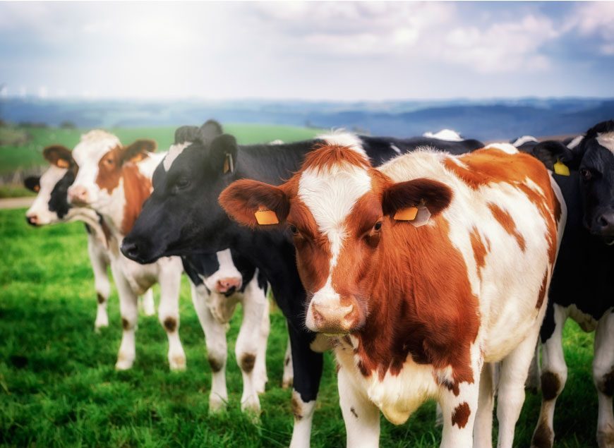 o-que-o-seu-animal-precisa