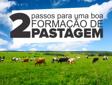 formação de pastagem