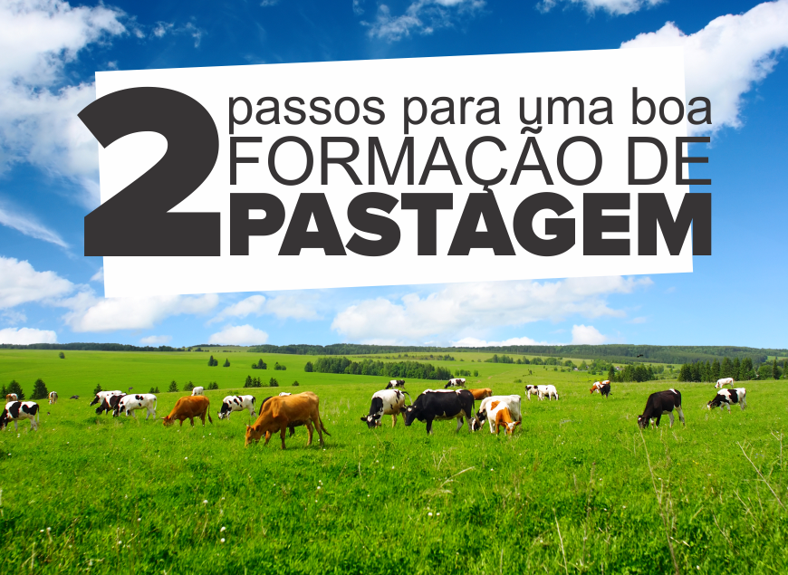 formação de pastagem