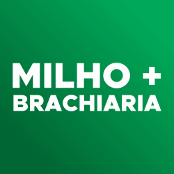 Ícone-consórcio milho e brachiaria